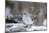 Northern Mockingbird-Gary Carter-Mounted Photographic Print