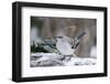 Northern Mockingbird-Gary Carter-Framed Photographic Print