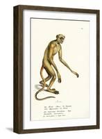 Northern Muriqui, 1824-Karl Joseph Brodtmann-Framed Giclee Print