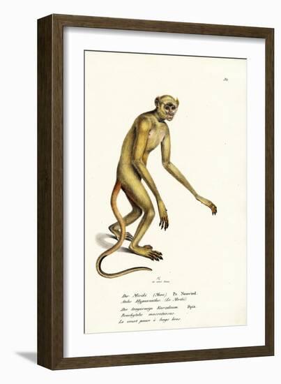 Northern Muriqui, 1824-Karl Joseph Brodtmann-Framed Giclee Print