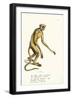 Northern Muriqui, 1824-Karl Joseph Brodtmann-Framed Giclee Print