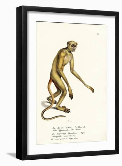 Northern Muriqui, 1824-Karl Joseph Brodtmann-Framed Giclee Print