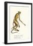 Northern Muriqui, 1824-Karl Joseph Brodtmann-Framed Giclee Print