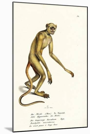 Northern Muriqui, 1824-Karl Joseph Brodtmann-Mounted Giclee Print