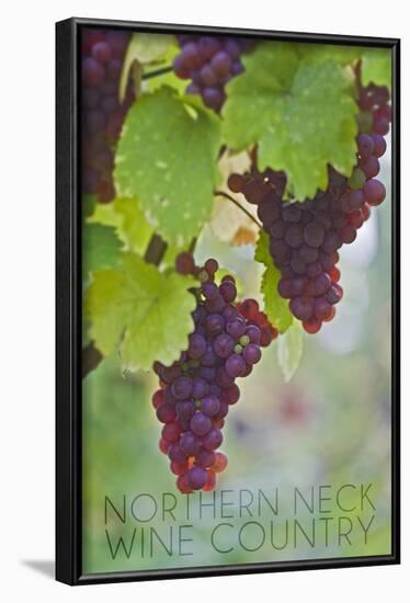 Northern Neck, Virginia - Grapes on Vine-Lantern Press-Framed Art Print