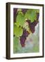 Northern Neck, Virginia - Grapes on Vine-Lantern Press-Framed Art Print