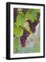 Northern Neck, Virginia - Grapes on Vine-Lantern Press-Framed Art Print