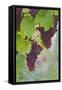 Northern Neck, Virginia - Grapes on Vine-Lantern Press-Framed Stretched Canvas