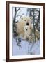 Northern Nursery-Art Wolfe-Framed Art Print