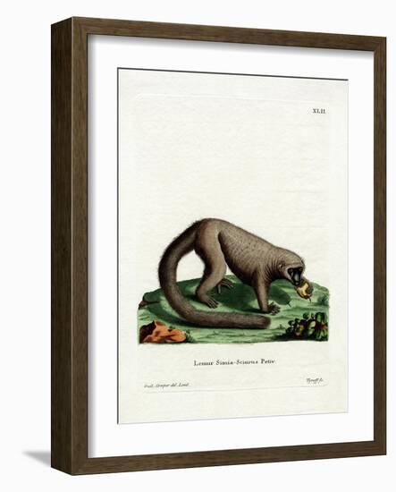 Northern Olingo-null-Framed Giclee Print