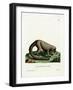 Northern Olingo-null-Framed Giclee Print