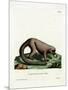 Northern Olingo-null-Mounted Premium Giclee Print