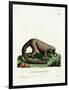 Northern Olingo-null-Framed Premium Giclee Print