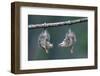 Northern Opossum, Didelphis Virginiana, Pups, Prehensile Tail, Branch, Hanging-Ronald Wittek-Framed Premium Photographic Print