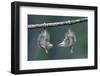 Northern Opossum, Didelphis Virginiana, Pups, Prehensile Tail, Branch, Hanging-Ronald Wittek-Framed Premium Photographic Print