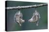 Northern Opossum, Didelphis Virginiana, Pups, Prehensile Tail, Branch, Hanging-Ronald Wittek-Stretched Canvas