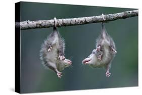 Northern Opossum, Didelphis Virginiana, Pups, Prehensile Tail, Branch, Hanging-Ronald Wittek-Stretched Canvas