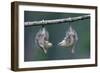 Northern Opossum, Didelphis Virginiana, Pups, Prehensile Tail, Branch, Hanging-Ronald Wittek-Framed Photographic Print