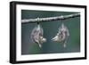 Northern Opossum, Didelphis Virginiana, Pups, Prehensile Tail, Branch, Hanging-Ronald Wittek-Framed Photographic Print