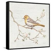 Northern Oriole Vintage-Danhui Nai-Framed Stretched Canvas