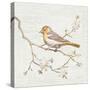 Northern Oriole Vintage-Danhui Nai-Stretched Canvas