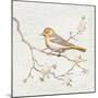 Northern Oriole Vintage-Danhui Nai-Mounted Art Print