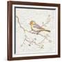 Northern Oriole Vintage-Danhui Nai-Framed Art Print