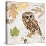 Northern Owl-Chad Barrett-Stretched Canvas