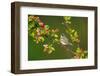 Northern parula male singing from  flowering crabapple tree-Marie Read-Framed Photographic Print