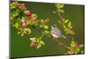 Northern parula male singing from  flowering crabapple tree-Marie Read-Mounted Photographic Print