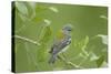 Northern Parula (Parula americana) adult female, first year plumage, Gulf Coast-Bill Coster-Stretched Canvas