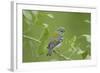 Northern Parula (Parula americana) adult female, first year plumage, Gulf Coast-Bill Coster-Framed Photographic Print