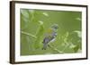 Northern Parula (Parula americana) adult female, first year plumage, Gulf Coast-Bill Coster-Framed Photographic Print