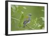 Northern Parula (Parula americana) adult female, first year plumage, Gulf Coast-Bill Coster-Framed Photographic Print