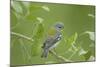 Northern Parula (Parula americana) adult female, first year plumage, Gulf Coast-Bill Coster-Mounted Photographic Print