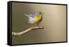 Northern Parula (Parula americana) perched-Larry Ditto-Framed Stretched Canvas