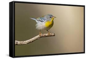 Northern Parula (Parula americana) perched-Larry Ditto-Framed Stretched Canvas