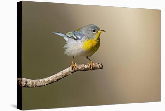 Northern Parula (Parula americana) perched-Larry Ditto-Stretched Canvas
