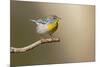 Northern Parula (Parula americana) perched-Larry Ditto-Mounted Photographic Print