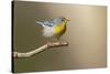 Northern Parula (Parula americana) perched-Larry Ditto-Stretched Canvas