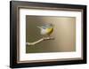 Northern Parula (Parula americana) perched-Larry Ditto-Framed Photographic Print