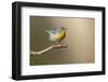 Northern Parula (Parula americana) perched-Larry Ditto-Framed Photographic Print