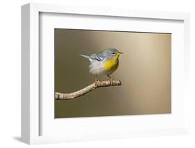 Northern Parula (Parula americana) perched-Larry Ditto-Framed Photographic Print