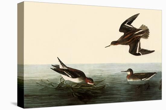 Northern Phalaropes-John James Audubon-Stretched Canvas