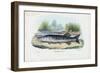 Northern Pike, 1863-79-Raimundo Petraroja-Framed Giclee Print