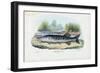 Northern Pike, 1863-79-Raimundo Petraroja-Framed Giclee Print