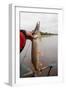 Northern Pike in Fisherman's Hand-Kondor83-Framed Photographic Print