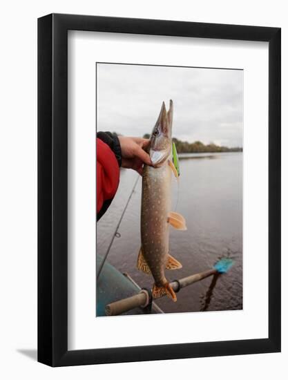 Northern Pike in Fisherman's Hand-Kondor83-Framed Photographic Print