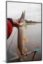 Northern Pike in Fisherman's Hand-Kondor83-Mounted Photographic Print