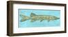 Northern Pike-John W^ Golden-Framed Art Print